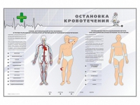 Электрифицированный стенд "Остановка кровотечения" - «globural.ru» - Новый Уренгой