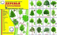Демонстрационные карточки "Деревья и кустарники" - «globural.ru» - Новый Уренгой
