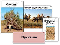 Модель-аппликация "Природные зоны России" - «globural.ru» - Новый Уренгой