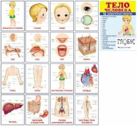 Раздаточные карточки "Тело человека" - «globural.ru» - Новый Уренгой