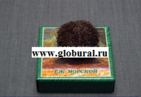 Сухой препарат "Еж морской" - «globural.ru» - Новый Уренгой