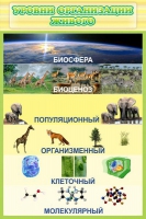 Стенд "Уровни организации живого" - «globural.ru» - Новый Уренгой