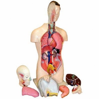 Торс человека разборный (42 см.) - «globural.ru» - Новый Уренгой