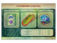 Электрифицированный стенд "Строение клетки" с маркерными полями - «globural.ru» - Новый Уренгой