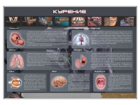 Стенд "Курение" (вариант 1) - «globural.ru» - Новый Уренгой