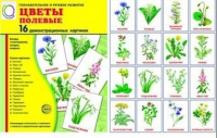 Демонстрационные карточки "Цветы полевые" - «globural.ru» - Новый Уренгой