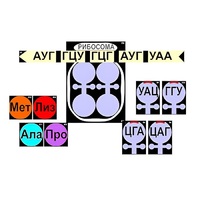 Модель-аппликация "Биосинтез белка" (ламинированная) - «globural.ru» - Новый Уренгой