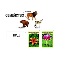 Модель-аппликация "Классификация растений и животных" (ламинированная) - «globural.ru» - Новый Уренгой