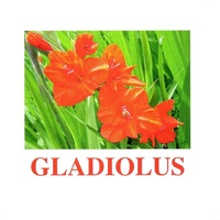 "Flowers-1" ("Цветы-1") английские карточки Домана - «globural.ru» - Новый Уренгой
