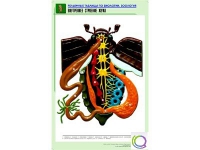 Рельефная таблица "Внутреннее строение жука" (формат А1, матовое ламинир.) - «globural.ru» - Новый Уренгой