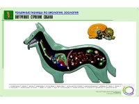 Рельефная таблица "Внутреннее строение собаки" (формат А1, матовое ламинир.) - «globural.ru» - Новый Уренгой