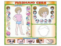 Стенд маркерный "Познаю себя" (тело, голова, органы чувств) - «globural.ru» - Новый Уренгой