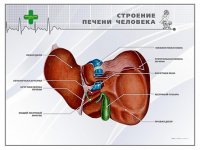 Стенд "Строение печени человека" - «globural.ru» - Новый Уренгой