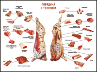 Правила разделки мясных туш "Говядина и телятина" 1000*1400 винил - «globural.ru» - Новый Уренгой