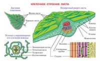 Плакаты и таблицы по биологии - «globural.ru» - Новый Уренгой