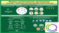Стенд "Формы размножения организмов" - «globural.ru» - Новый Уренгой
