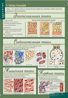 Биология 8-9 класс. Человек. (комплект таблиц) - «globural.ru» - Новый Уренгой