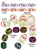 Модель-аппликация Биосинтез белка - «globural.ru» - Новый Уренгой