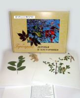 Гербарий Деревья и кустарники (20 видов) - «globural.ru» - Новый Уренгой