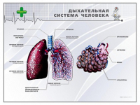 Стенд "Дыхательная система человека" - «globural.ru» - Новый Уренгой