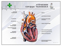 Стенд "Строение сердца человека" - «globural.ru» - Новый Уренгой