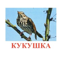 Карточки Домана "Птицы-3" - «globural.ru» - Новый Уренгой