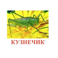 Карточки Домана "Насекомые" - «globural.ru» - Новый Уренгой