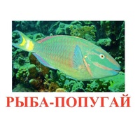 Карточки Домана "Рыбы" - «globural.ru» - Новый Уренгой