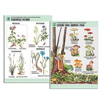 Комплект таблиц для начальной школы "Окружающий мир. Грибы. Растительный мир" - «globural.ru» - Новый Уренгой