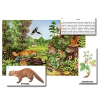 Магнитный плакат-аппликация "Лес: биоразнообразие и взаимосвязи в сообществе" - «globural.ru» - Новый Уренгой