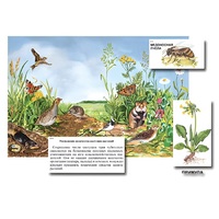 Магнитный плакат-аппликация "Луг: биоразнообразие и взаимосвязи в сообществе" - «globural.ru» - Новый Уренгой