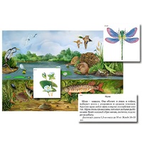 Магнитный плакат-аппликация "Водоем: биоразнообразие и взаимосвязи в сообществе" - «globural.ru» - Новый Уренгой