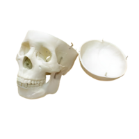 Модель "Череп человека" - «globural.ru» - Новый Уренгой