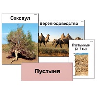 Модель-аппликация "Природные зоны России" - «globural.ru» - Новый Уренгой