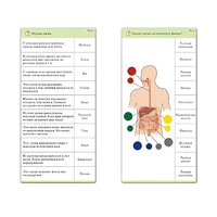 Комплект карточек (10) "Обучающий калейдоскоп. Человек" - «globural.ru» - Новый Уренгой