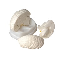 Модель мозга в разрезе - «globural.ru» - Новый Уренгой