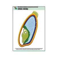 Рельефная таблица "Зерновка пшеницы" (формат А1, матовое ламинир.) - «globural.ru» - Новый Уренгой