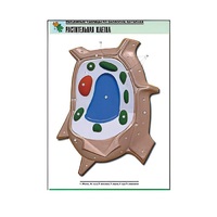 Рельефная таблица "Растительная клетка" (формат А1, матовое ламинир.) - «globural.ru» - Новый Уренгой