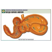 Рельефная таблица "Желудок жвачного животного" (формат А1, матовое ламинир.) - «globural.ru» - Новый Уренгой