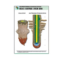 Рельефная таблица "Внешнее и внутреннее строение корня" (формат А1, матовое ламинир.) - «globural.ru» - Новый Уренгой