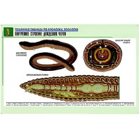 Рельефная таблица "Внутреннее строение дождевого червя" (формат А1, матовое ламинир.) - «globural.ru» - Новый Уренгой