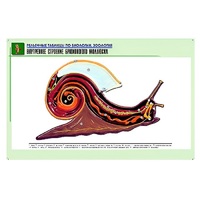 Рельефная таблица "Внутреннее строение брюхоногого моллюска" (формат А1, матовое ламинир.) - «globural.ru» - Новый Уренгой