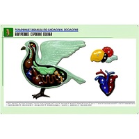 Рельефная таблица "Внутреннее строение голубя" (формат А1, матовое ламинир.) - «globural.ru» - Новый Уренгой