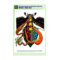 Рельефная таблица "Внутреннее строение жука" (формат А1, матовое ламинир.) - «globural.ru» - Новый Уренгой