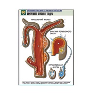 Рельефная таблица "Внутреннее строение гидры" (формат А1, матовое ламинир.) - «globural.ru» - Новый Уренгой