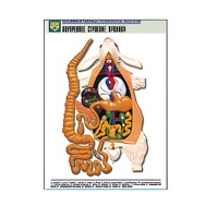 Рельефная таблица "Внутреннее строение кролика" (формат А1, матовое ламинир.) - «globural.ru» - Новый Уренгой