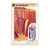 Рельефная таблица "Почка. Макро-микростроение" - «globural.ru» - Новый Уренгой