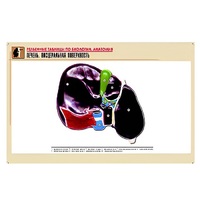 Рельефная таблица "Печень. Висцеральная поверхность" (формат А1, матовое ламинир.) - «globural.ru» - Новый Уренгой