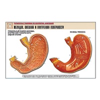 Рельефная таблица "Желудок. Внешняя и внутренняя поверхности" (формат А1, матовое ламинир.) - «globural.ru» - Новый Уренгой