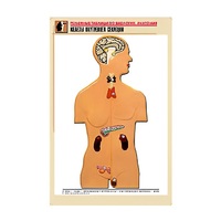 Рельефная таблица "Железы внутренней секреции" (формат А1, матовое ламинир.) - «globural.ru» - Новый Уренгой